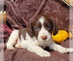 Puppy Kip English Springer Spaniel