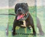 Small Bullboxer Pit