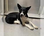Small Australian Cattle Dog Mix