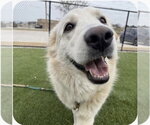 Small Photo #8 Great Pyrenees Puppy For Sale in Spring, TX, USA