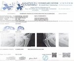 Small #6 Schnauzer (Giant)
