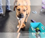 Small #1 Bull-Boxer