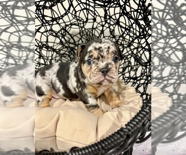 Medium Photo #3 French Bulldog Puppy For Sale in ELKHORN, WI, USA