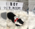 Small Photo #38 Sheepadoodle Puppy For Sale in NIXA, MO, USA