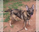 Small #1 German Shepherd Dog