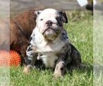 Small #1 French Bulldog