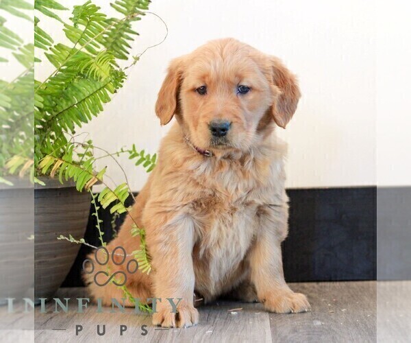 Medium Photo #1 Golden Retriever Puppy For Sale in LITITZ, PA, USA