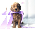 Small Photo #12 Goldendoodle Puppy For Sale in DEMOPOLIS, AL, USA