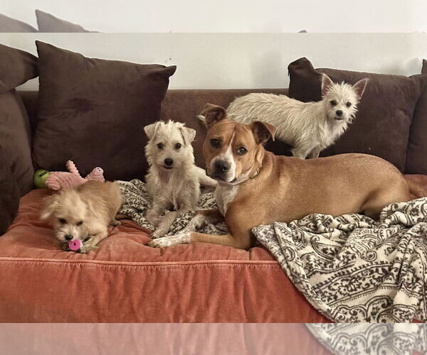 Medium Photo #2 Chi-Poo (Miniature) Puppy For Sale in Thorndale, TX, USA