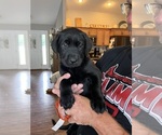 Puppy Lt Purple Labrador Retriever