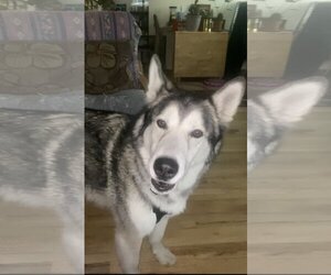 - Mix Dogs for adoption in Sandy, UT, USA