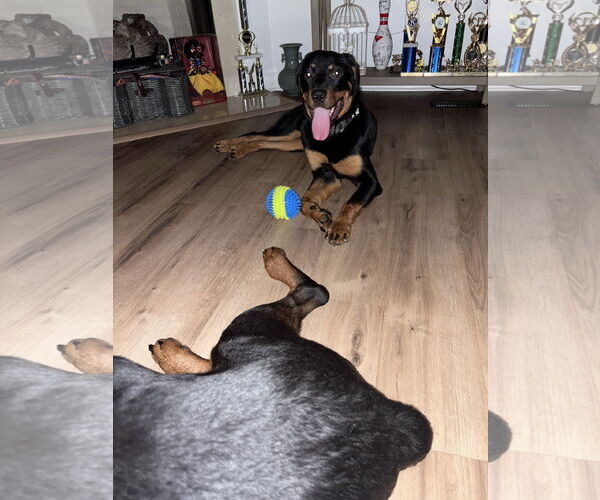 Medium Photo #6 Rottweiler-Unknown Mix Puppy For Sale in White Hall, AR, USA