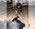 Small #5 Rottweiler Mix