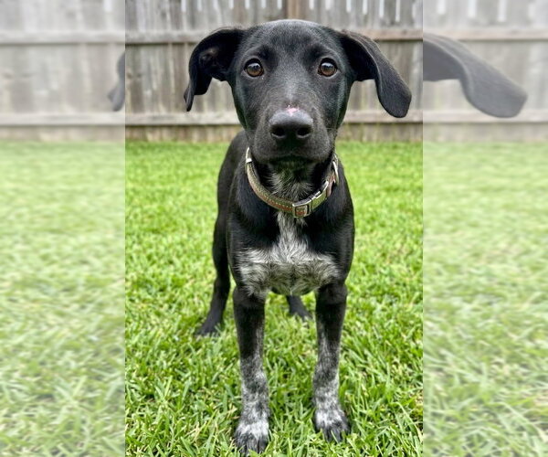 Medium Photo #2 Labrador Retriever-Unknown Mix Puppy For Sale in Grovertown, IN, USA