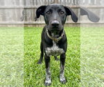 Small #1 Labrador Retriever Mix