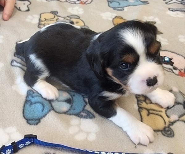 Medium Photo #4 Aussalier Puppy For Sale in ATHOL, ID, USA