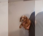 Small Photo #3 Cavalier King Charles Spaniel Puppy For Sale in SPARTA, TN, USA