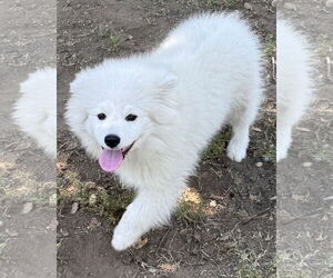 American Eskimo Dog Dogs for adoption in Lake Elsinore, CA, USA