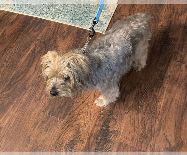 Medium Photo #8 Mutt Puppy For Sale in Valrico, FL, USA