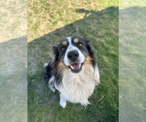 Father of the Aussiedoodle puppies born on 03/31/2025