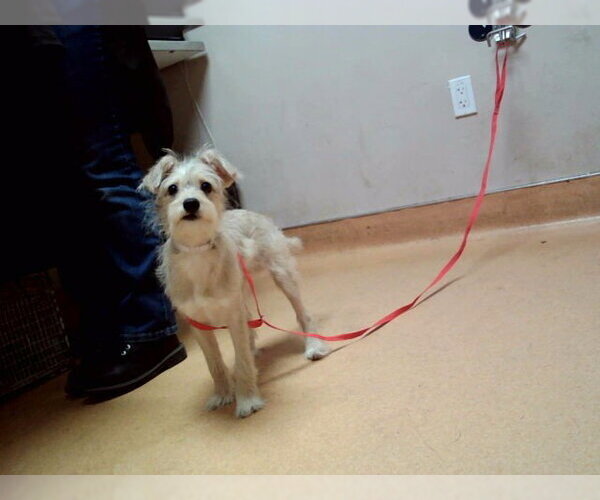 Medium Photo #1 Mutt Puppy For Sale in Martinez, CA, USA