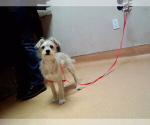 Mutt Dogs for adoption in Martinez, CA, USA