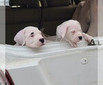 Small Photo #33 Dogo Argentino Puppy For Sale in MODESTO, CA, USA
