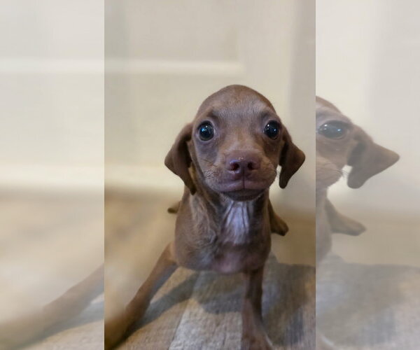 Medium Photo #2 Mutt Puppy For Sale in New London, WI, USA