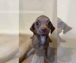 Small #1 Mutt