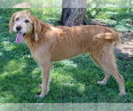 Small #1 Goldendoodle