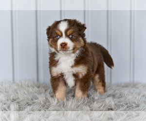 Miniature Australian Shepherd Puppy for sale in MILLERSBURG, OH, USA