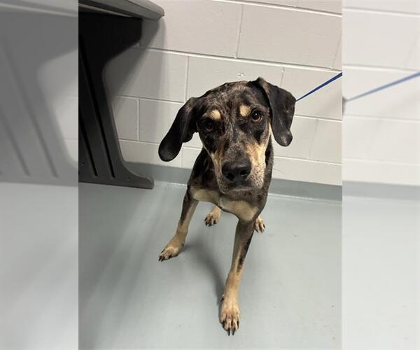 Medium Photo #1 Catahoula Leopard Dog-Unknown Mix Puppy For Sale in St. Cloud, FL, USA