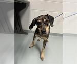 Small Catahoula Leopard Dog Mix