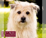 Small Photo #3 Cairn Terrier-Tibetan Spaniel Mix Puppy For Sale in Marina del Rey, CA, USA