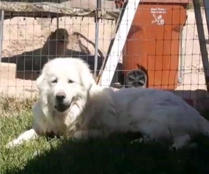 Mother of the Great Pyrenees puppies born on 09/22/2019