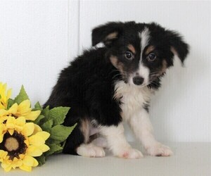 Miniature Australian Shepherd Puppy for sale in FREDERICKSBURG, OH, USA