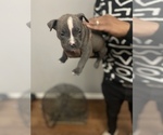 Puppy 4 American Bully-American Pit Bull Terrier Mix
