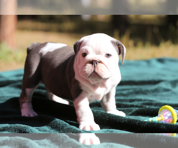 Medium Photo #1 Bulldog Puppy For Sale in MONUMENT, CO, USA