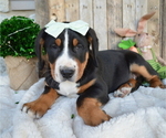 Small Photo #4 Greater Swiss Mountain Dog Puppy For Sale in HONEY BROOK, PA, USA