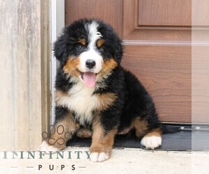 Bernedoodle Puppy for sale in NARVON, PA, USA