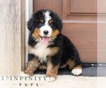 Small Bernedoodle