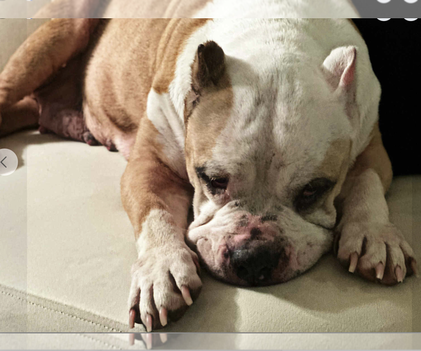 Medium Photo #2 Mutt Puppy For Sale in Bellevue, WA, USA