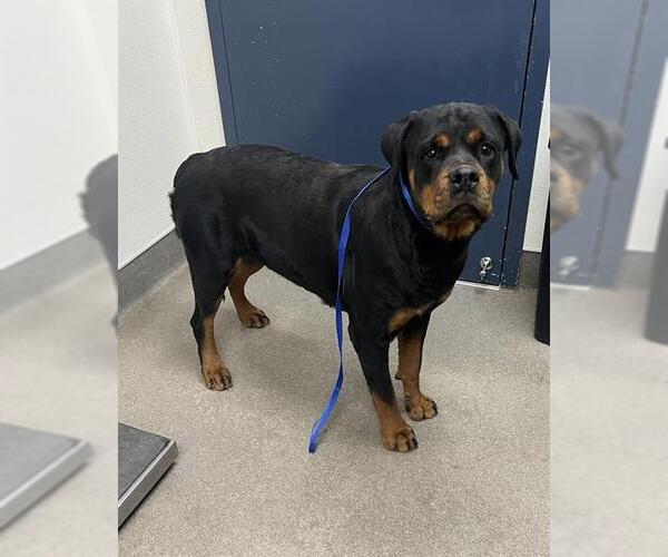Medium Photo #1 Rottweiler Puppy For Sale in HESPERIA, CA, USA