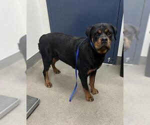 Rottweiler Dogs for adoption in HESPERIA, CA, USA