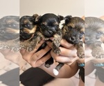 Small #4 Yorkshire Terrier
