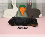 Small #7 Cavalier King Charles Spaniel