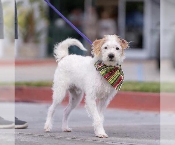 Medium Photo #1 Maltipoo (Miniature) Puppy For Sale in San Diego, CA, USA