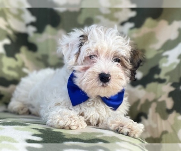 Medium Photo #18 Maltipoo Puppy For Sale in LAKELAND, FL, USA