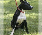 Small #2 Border Collie