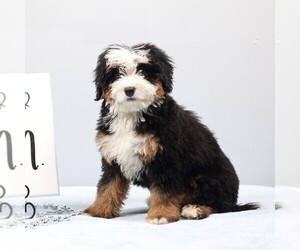 Bernedoodle (Miniature) Puppy for sale in LIVINGSTON, WI, USA